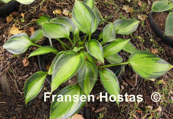 Hosta June Spirit - Fransen Hostas